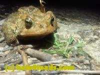 /home//u458753944/public_html/sourcegallery/////////////////Roxborough Toad Detour/2026/2026-04-13/P4131613.JPG